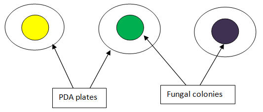 http://www.sciencefairadventure.com/i/Isolation_of_Bread_Mold_Figure6.jpg